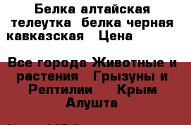 Белка алтайская телеутка, белка черная кавказская › Цена ­ 5 000 - Все города Животные и растения » Грызуны и Рептилии   . Крым,Алушта